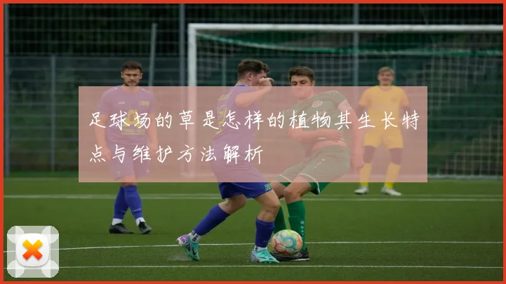 足球场的草是怎样的植物其生长特点与维护方法解析